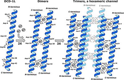 Capping motifs in antimicrobial peptides and their relevance for improved biological activities